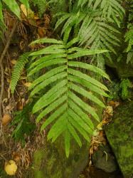 Blechnum triangularifolium. Sterile frond bearing numerous pairs of falcate stalked pinnae with acuminate apices, not reduced at the base of the lamina.
 Image: L.R. Perrie © Te Papa CC BY-NC 3.0 NZ
